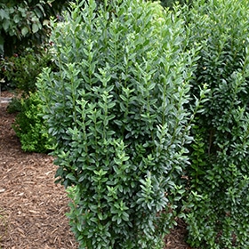 Straight Talk Privet #5 gallon pot