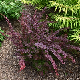 First Editions Toscana Barberry #3 gallon pot