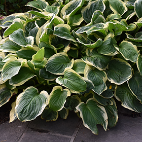 Diana Remembered Hosta 4.25"/quart pot
