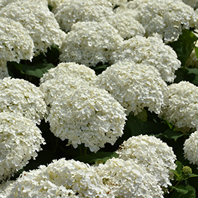 Incrediball Hydrangea #3 gallon pot - Proven Winners
