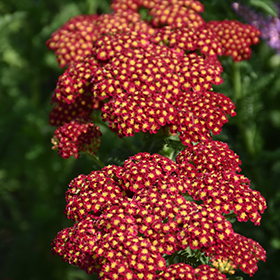 Strawberry Seduction Yarrow #1 gallon pot