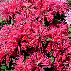 Cherry Pops Beebalm #2 gallon pot
