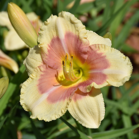 Happy Ever Appster When My Sweetheart Returns Daylily 4.25"/quart pot
