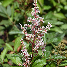 Look At Me Astilbe #2 gallon pot