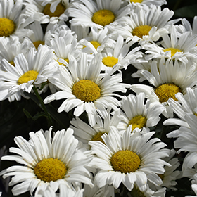 Daisy May Shasta Daisy 4.25"/quart pot - Proven Winners