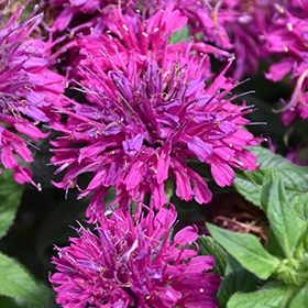 Grape Gumball Beebalm #1 gallon pot