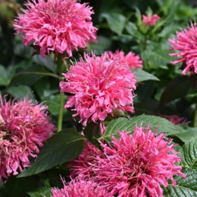 Bubblegum Blast Beebalm #1.5 gallon pot
