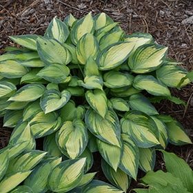 June Hosta #1 gallon pot