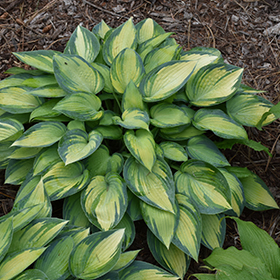 June Hosta 4.25"/quart pot