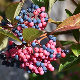 Brandywine Viburnum #7 gallon pot