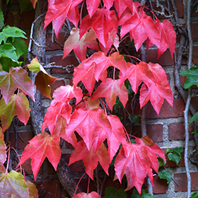 Boston Ivy #1 gallon pot