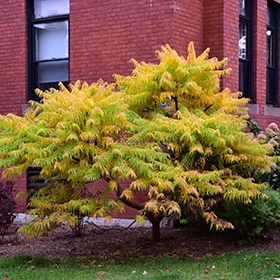 Tiger Eyes Sumac #3 gallon pot