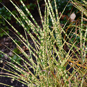 Gold Breeze Maiden Grass #1 gallon pot