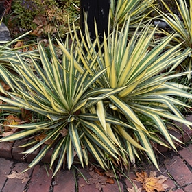 Color Guard Adam's Needle #3 gallon pot