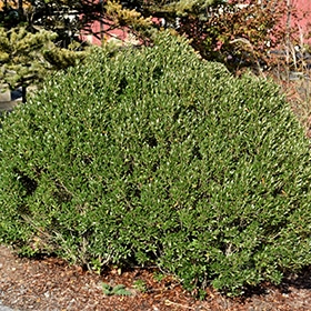 Shamrock Inkberry Holly #2 gallon pot - 8-10" spread