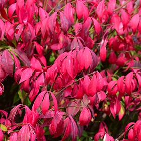 Little Moses Burning Bush #5 gallon pot