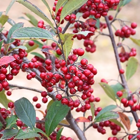 Brilliantissima Red Chokeberry #5 gallon pot