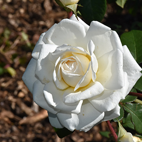 Cloud 10 Rose #3 gallon pot