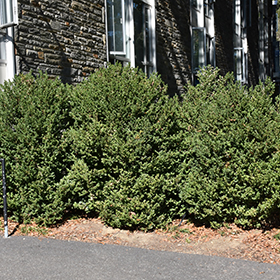 Green Mountain Boxwood #6 gallon pot
