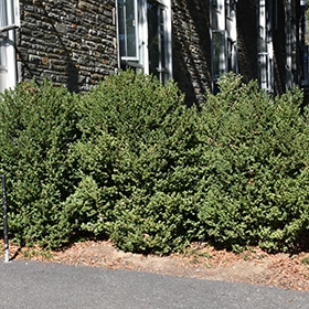 Green Mountain Boxwood #2 gallon pot