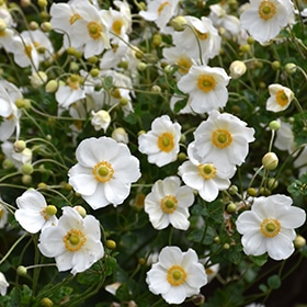Honorine Jobert Anemone #1 gallon pot