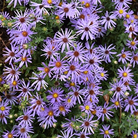 Raydon's Favorite Aster #1.5 gallon pot