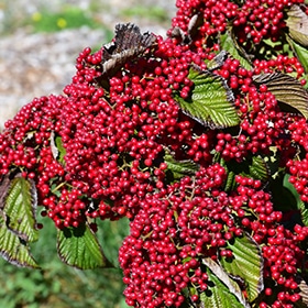 Cardinal Candy Viburnum #5 gallon pot - Proven Winners