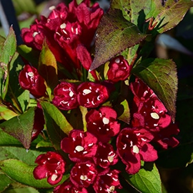 Maroon Swoon Weigela #3 gallon pot - Bloomin' Easy