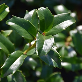 China Boy Meserve Holly #2 gallon pot