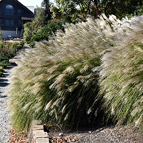 Gracillimus Maiden Grass #1 gallon pot