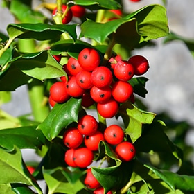 China Girl Meserve Holly #5 gallon pot - 18" spread