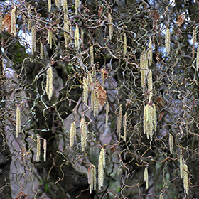Harry Lauder's Walking Stick #6 gallon pot