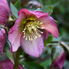 Honeymoon Paris In Pink Hellebore #1 gallon pot