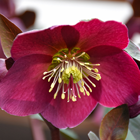 Anna's Red Hellebore #1 gallon pot