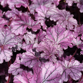 Forever Purple Coral Bells #1 gallon pot