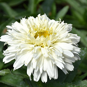 Macaroon Shasta Daisy #2 gallon pot