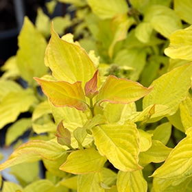 Neon Burst Dogwood #2 gallon pot