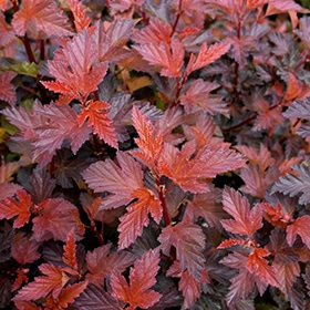 Coppertina Ninebark #3 gallon pot