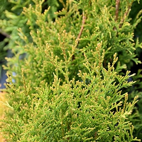 Fairy Lights Arborvitae #2 gallon pot