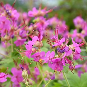 Bevan's Variety Cranesbill #1.5 gallon pot