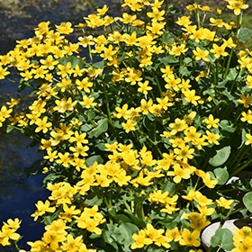 Marsh Marigold #1 gallon pot