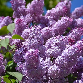 Common Lilac #3 gallon pot