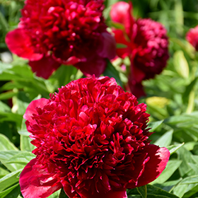 Red Charm Peony #3 gallon pot