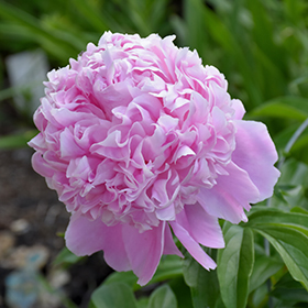 Sarah Bernhardt Peony #3 gallon pot