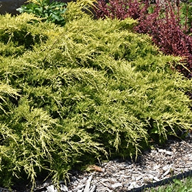 Gold Lace Juniper #5 gallon pot
