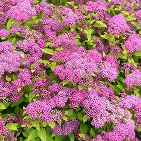 Magic Carpet Spirea #3 gallon pot