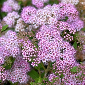 Little Princess Spirea #5 gallon pot