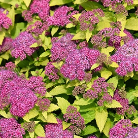 Double Play Gold Spirea #3 gallon pot - Proven Winners