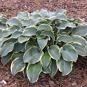 Regal Splendor Hosta #1 gallon pot