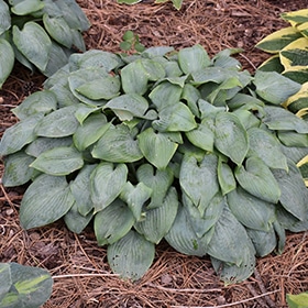 Fragrant Blue Hosta #1.5 gallon pot